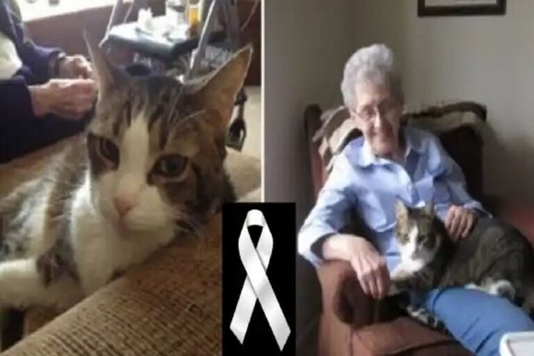Anciana y su gatita con quien compartió varios años fallecen el mismo día como almas gemelas.